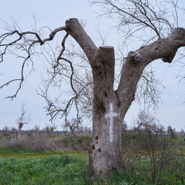 Stabla zaražena bakterijom Xylella fastidiosa