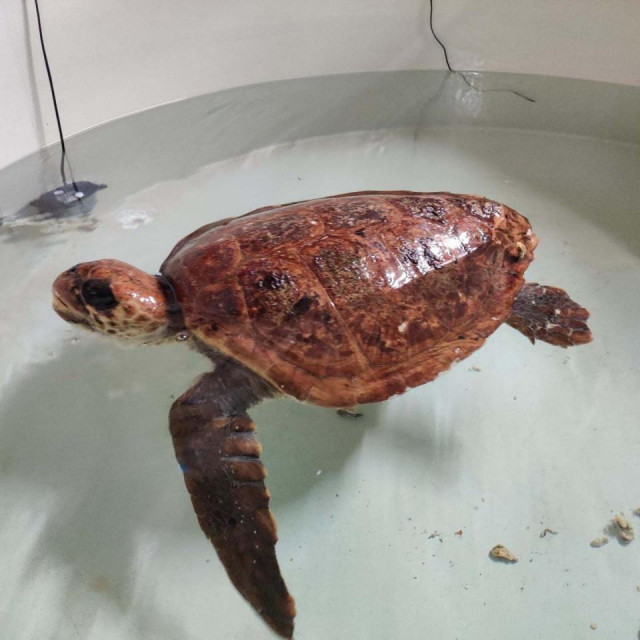 Glavata želva Žorž pronađena je pored Visa