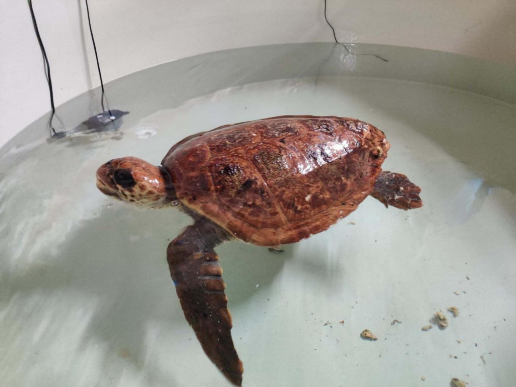 Glavata želva Žorž pronađena je kod Visa