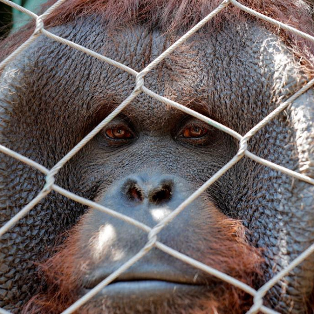 Orangutan Sandai