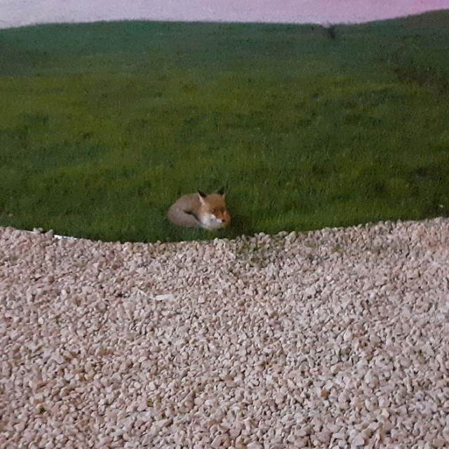 Lisica na travnjaku ispred Sub City centra u Srebrenom