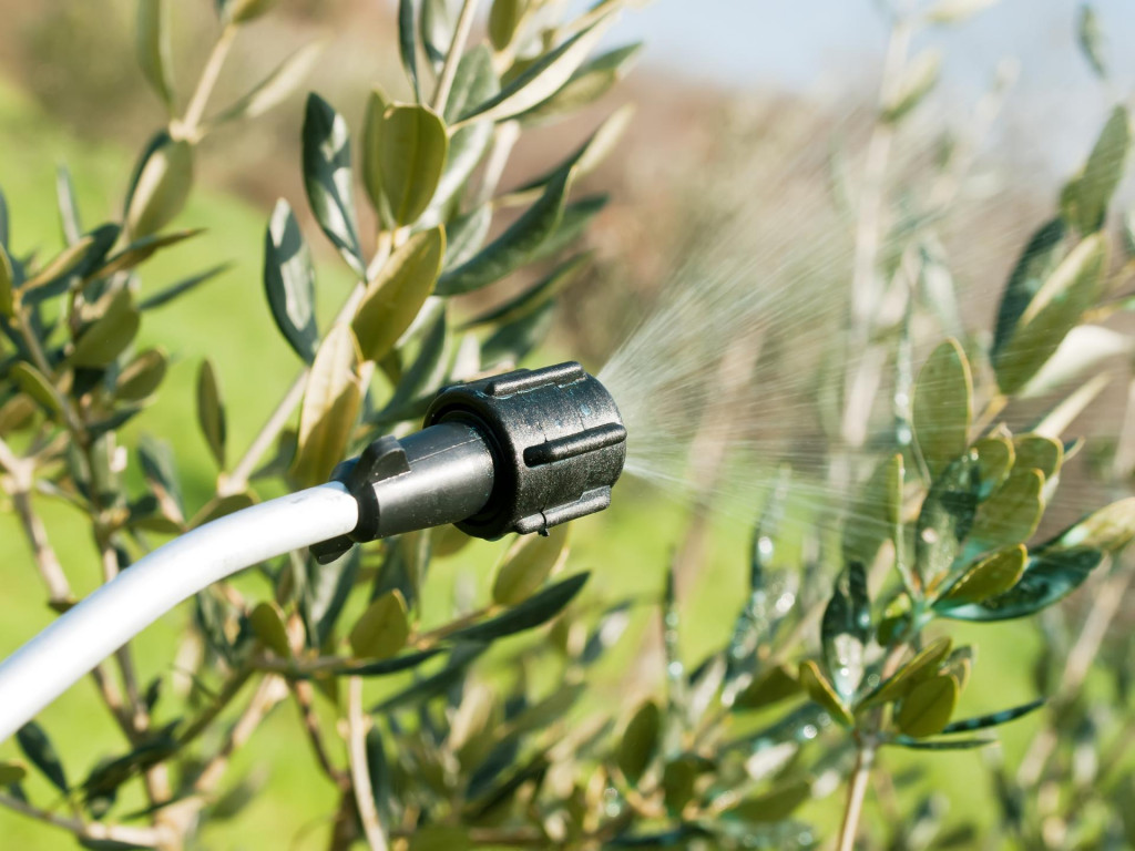 spraying olive trees in winter time