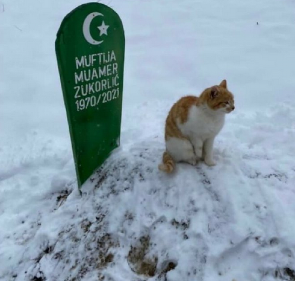 Vjerni mačak na muftijinu grobu&lt;br /&gt;
 