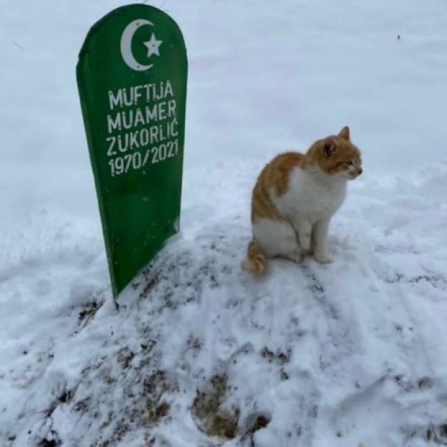 Vjerni mačak na muftijinu grobu&lt;br /&gt;
 