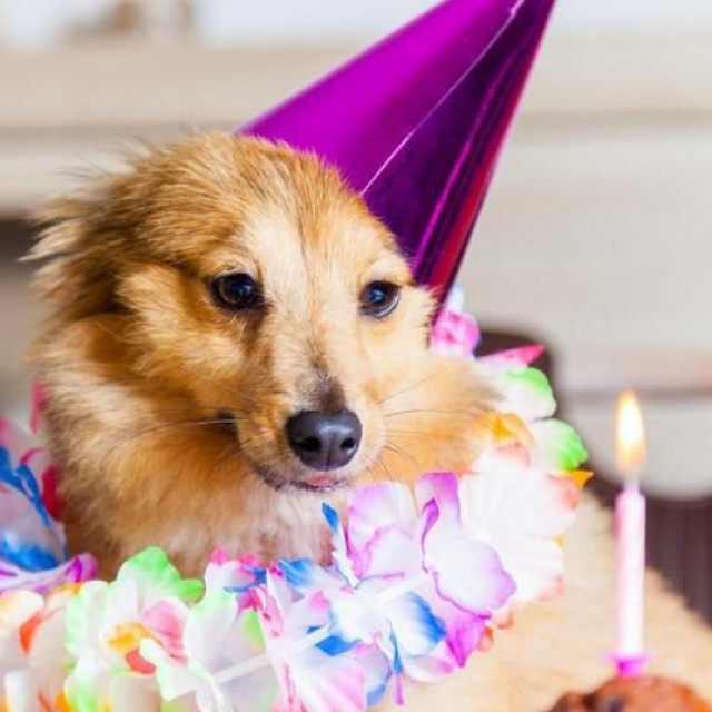 Rođendanska zabava psa stajala je 100.000 kuna!