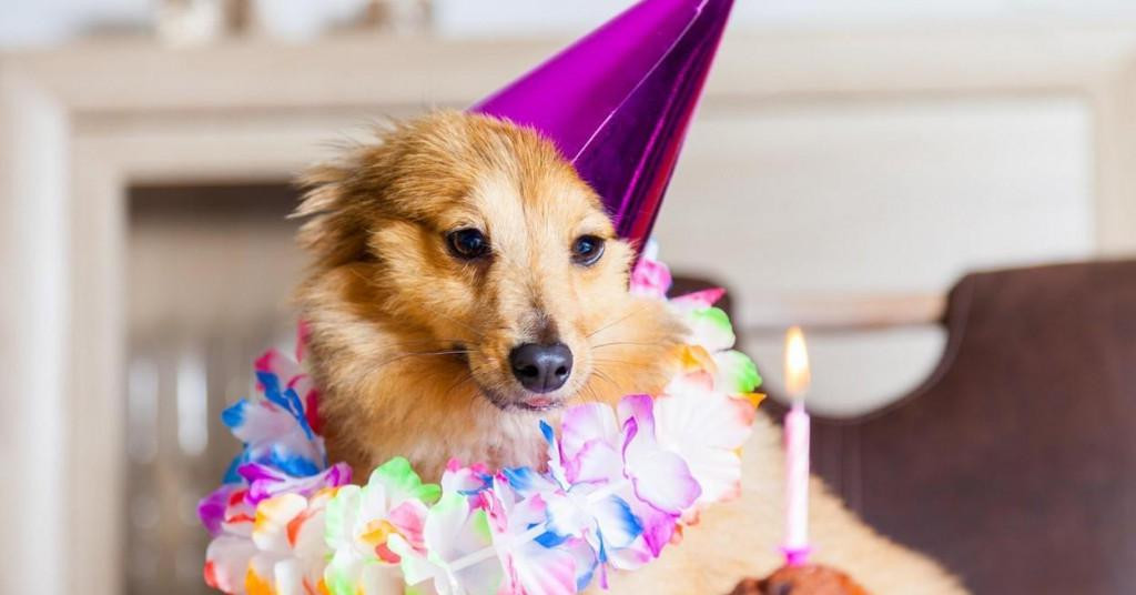 Rođendanska zabava psa stajala je 100.000 kuna!