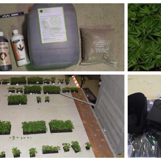 Prevozili 1096 sadnica biljke cannabis sative