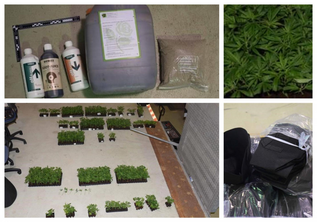Prevozili 1096 sadnica biljke cannabis sative