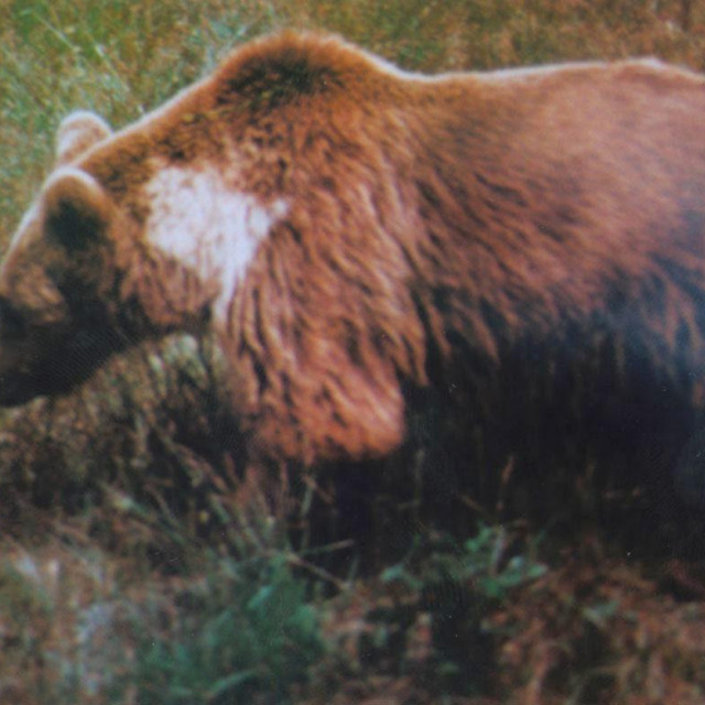 Godine 2004. u Sloveniji je bilo oko 400 medvjeda, a sada ih je po nekim ocjenama 1200