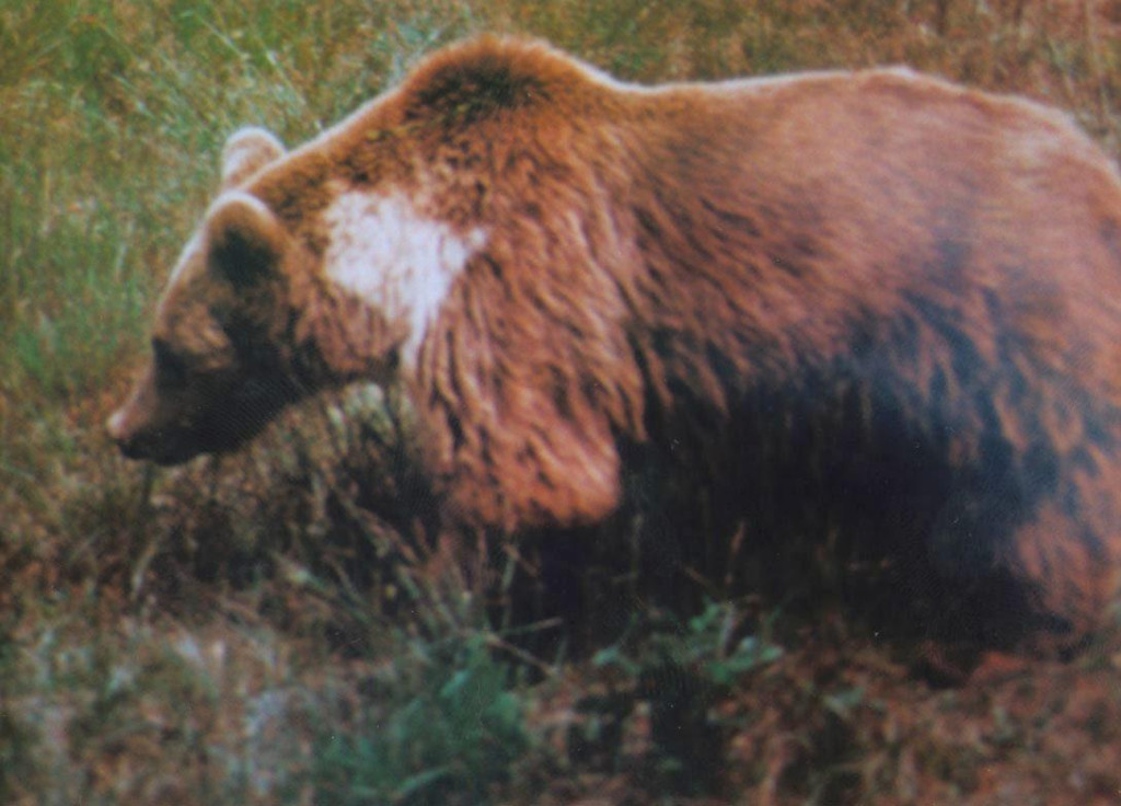 Godine 2004. u Sloveniji je bilo oko 400 medvjeda, a sada ih je po nekim ocjenama 1200