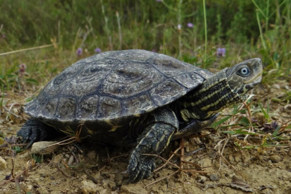 Majkovske lokve proglašene prvim herpetološkim rezervatom zbog ugrožene riječne kornjače