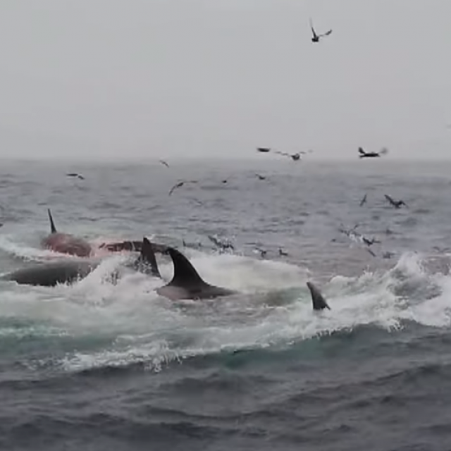 Napad orki na kita