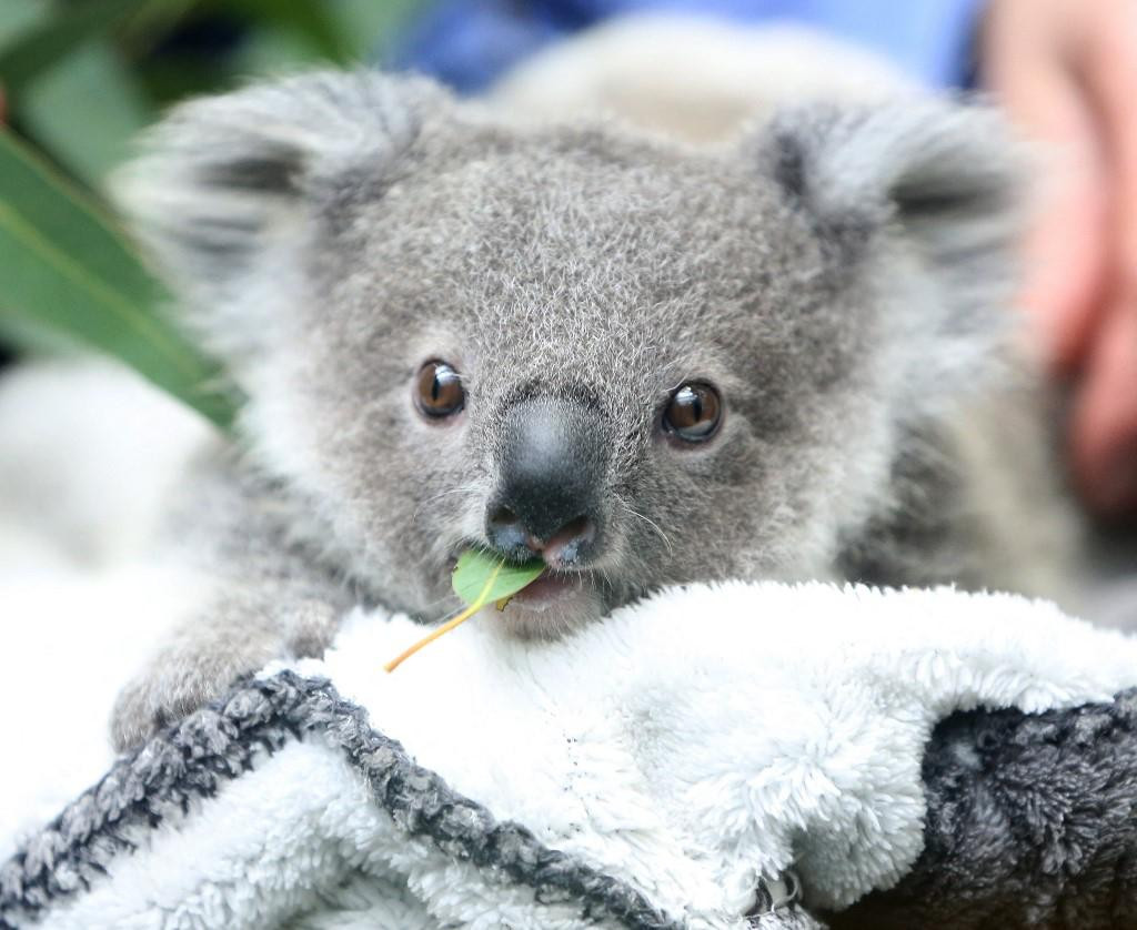 Beba koala
