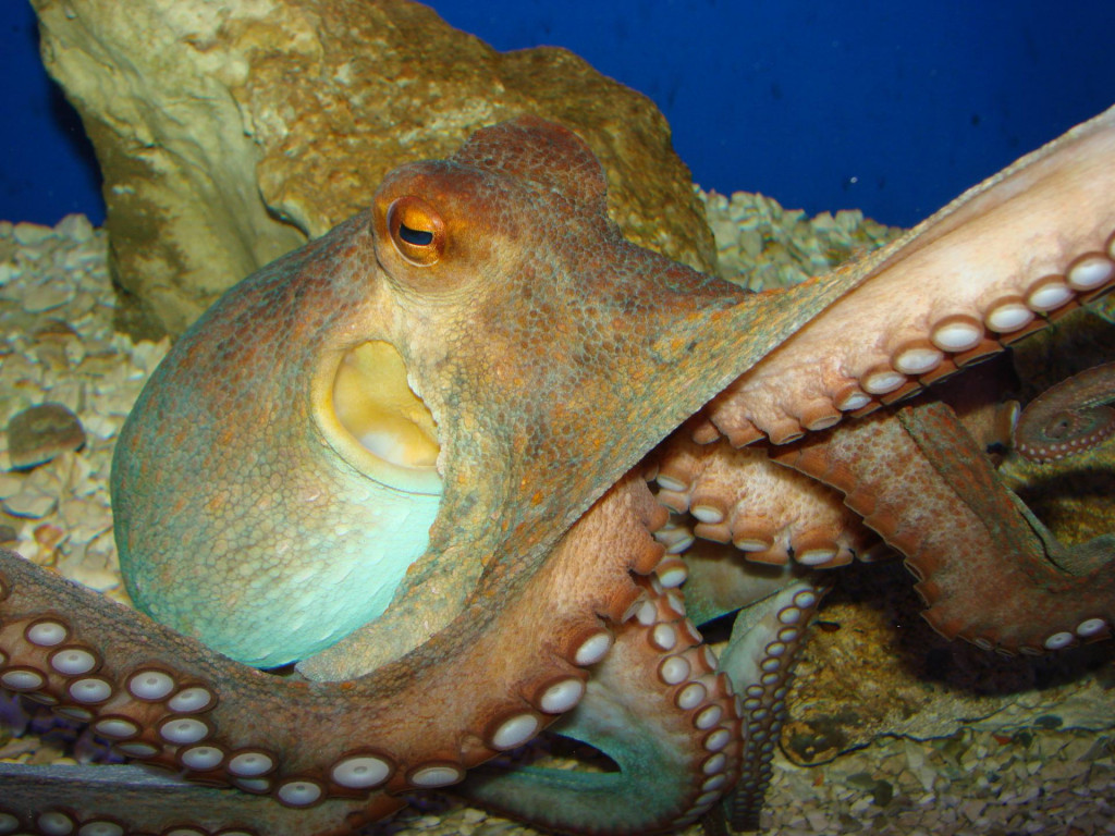 Hobotnica je vrlo osobit stanovnik podmorja