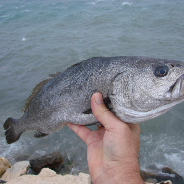 Hama je najkrupnija riba iz porodice sjenki