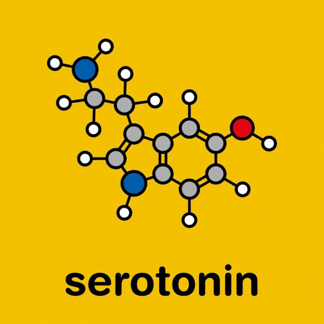 Serotonin ima funkciju u stabiliziranju raspoloženja, pomaže u spavanju, jelu, probavi hrane, zarastanju rana