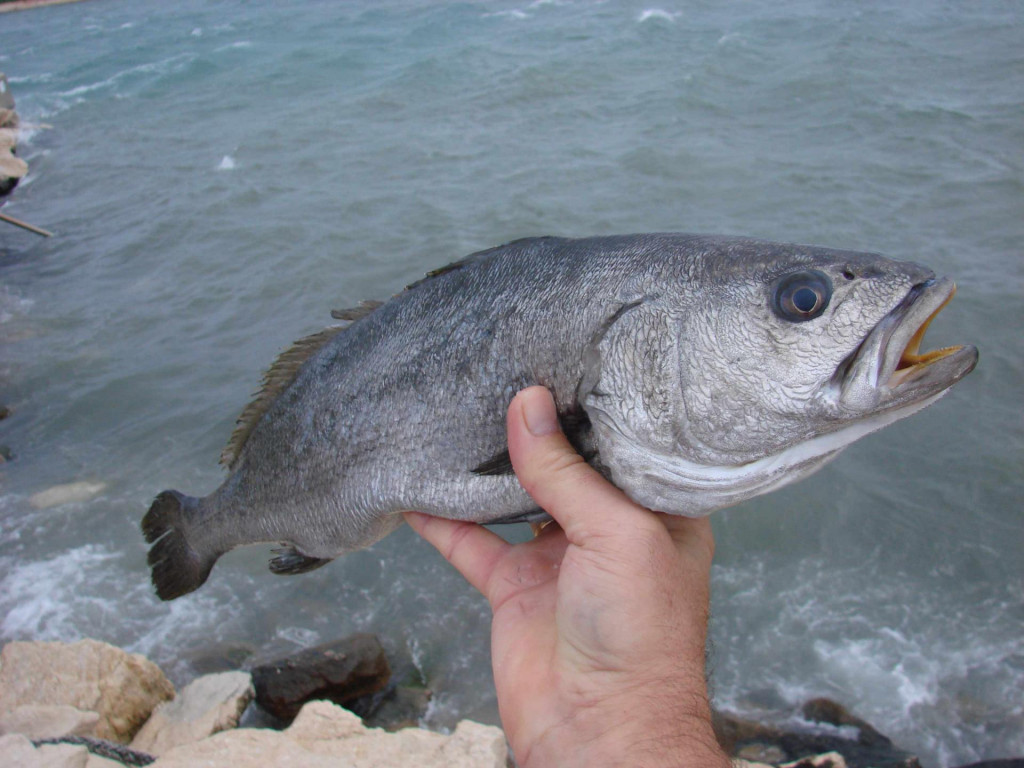 Hama je najkrupnija riba iz porodice sjenki