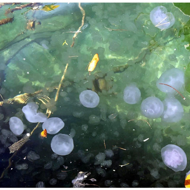 Dosad neppznata vrsta meduze uselila se u Jadran