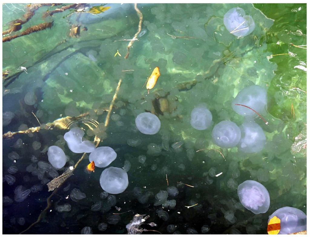 Dosad neppznata vrsta meduze uselila se u Jadran