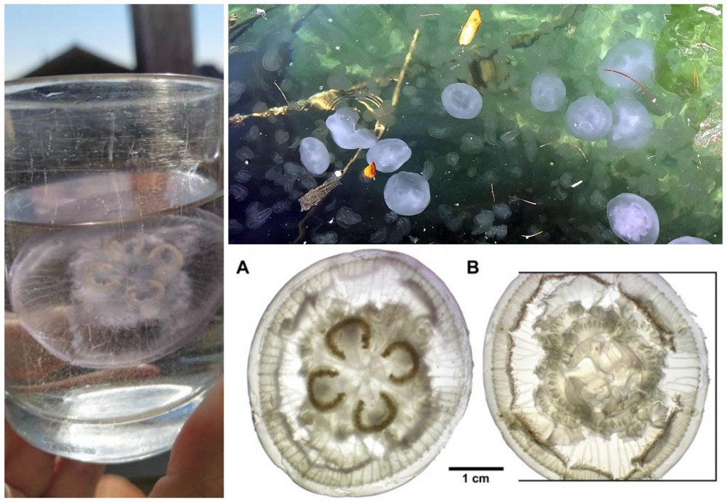 Druga nova vrsta meduze opisana u posljednjih deset godina u Jadranu