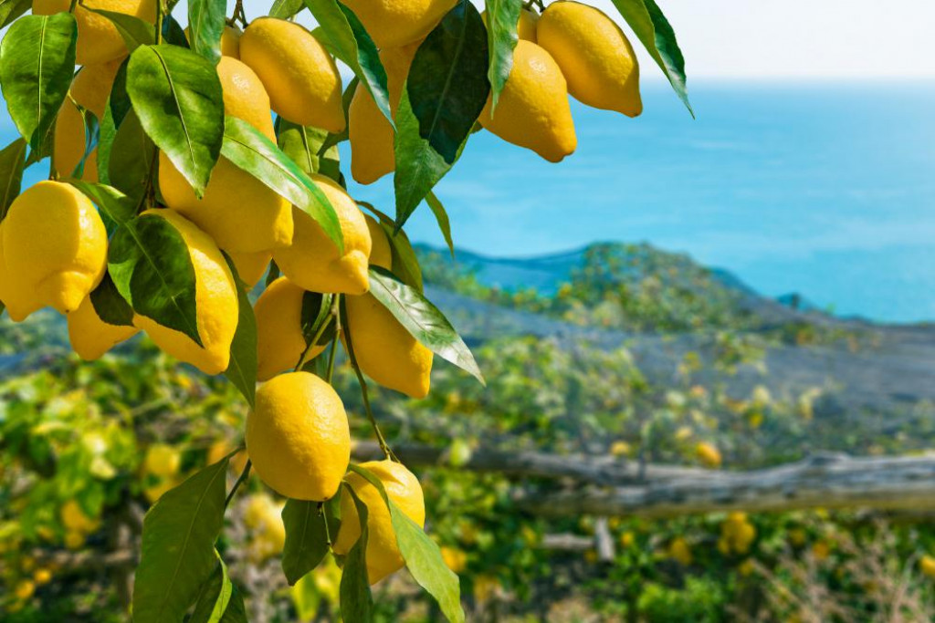 Većina citrusa se nalazi prvenstveno u područjima s toplom klimom, osim što tamo bolje uspijevaju odlično se uklapaju i u dizajn manjih vrtova