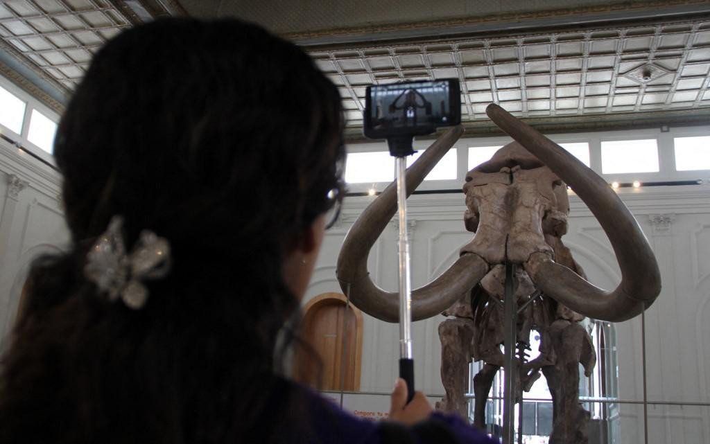 &lt;p&gt;Kostur kolumbijskog mamuta (Mammuthus columbi) u Meksiku&lt;/p&gt;
