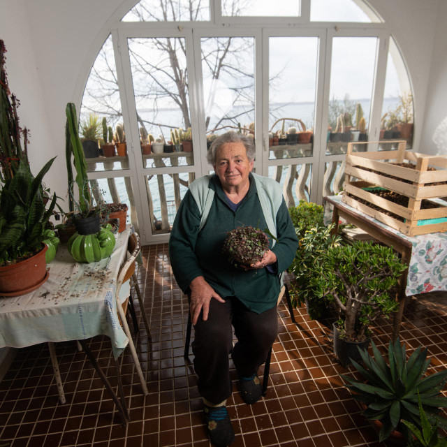 Milka Troselj je uciteljica u mirovini koja ima zavidnu kolekciju kaktusa u svom domu u Tribunj Kruscici&lt;br /&gt;
 