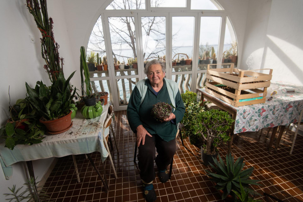 Milka Troselj je uciteljica u mirovini koja ima zavidnu kolekciju kaktusa u svom domu u Tribunj Kruscici&lt;br /&gt;
 