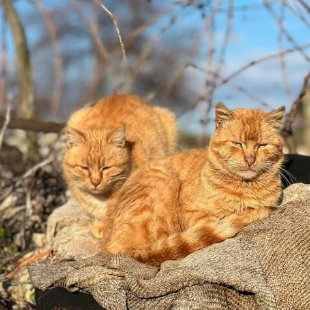 Kastrirane mačke puno duže žive