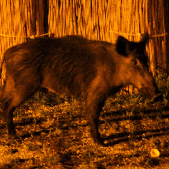 Divlje svinje s mladuncima najčešće šetaju noću