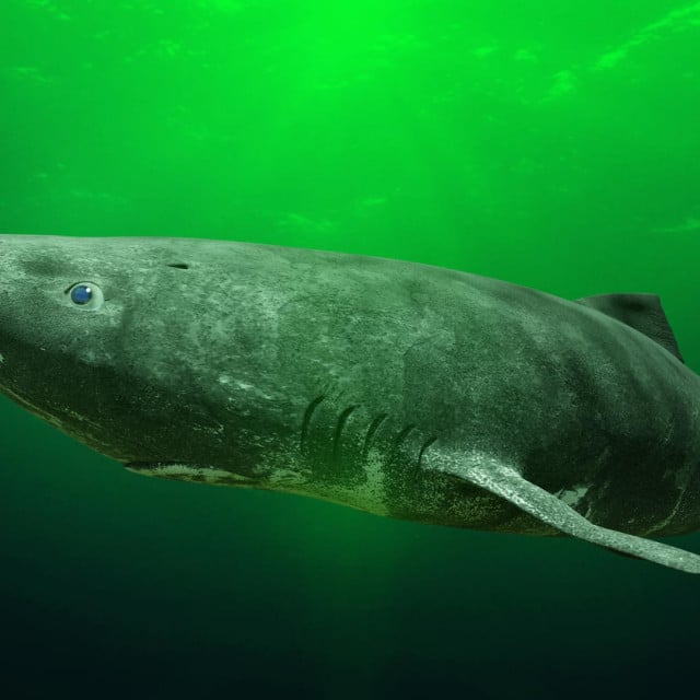 &lt;p&gt;Grenlandski morski pas ima životni doseg veći od pola tisućljeća&lt;/p&gt;