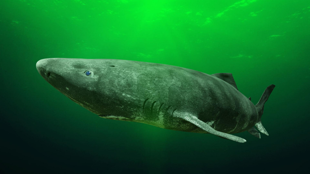 &lt;p&gt;Grenlandski morski pas ima životni doseg veći od pola tisućljeća&lt;/p&gt;