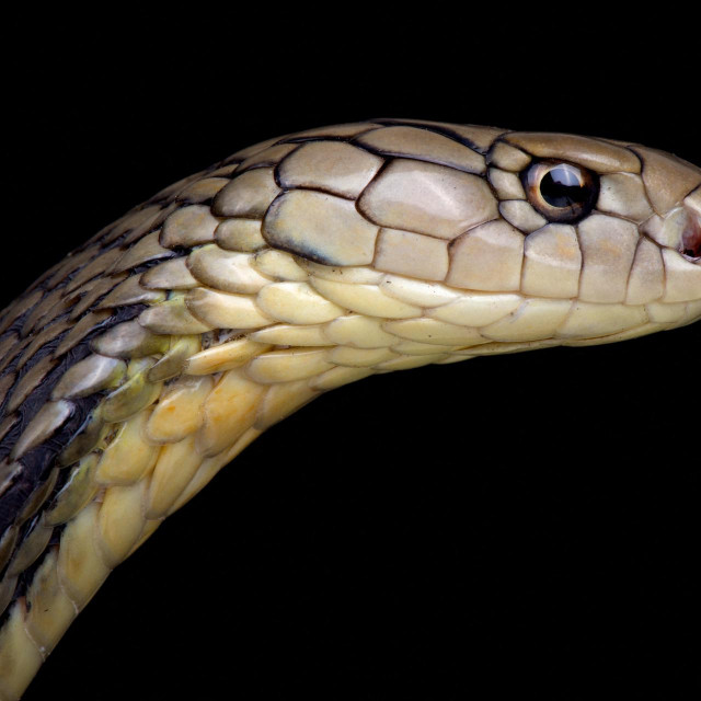 &lt;p&gt;King cobra (Ophiophagus hannah)&lt;br /&gt;
&lt;br /&gt;
 &lt;/p&gt;
