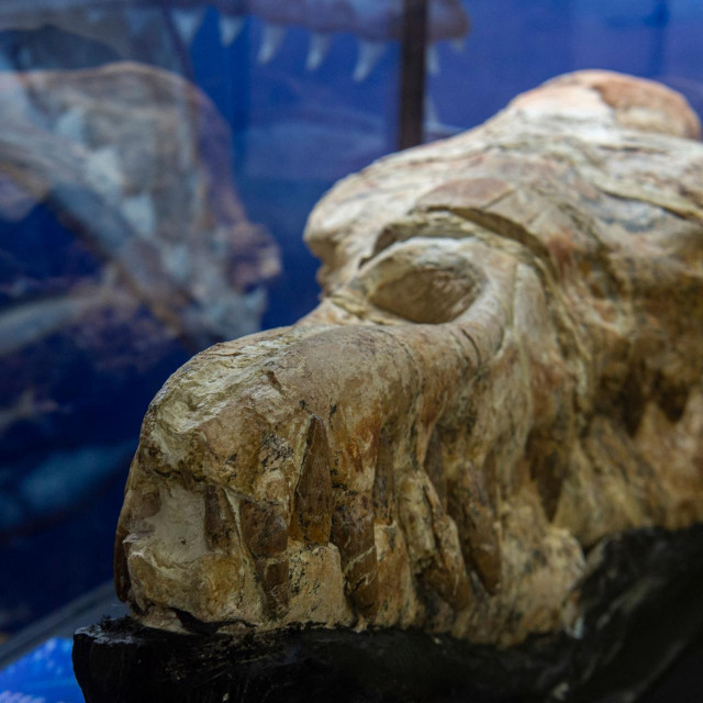 &lt;p&gt;Fosil pronađen u Peruu&lt;/p&gt;
