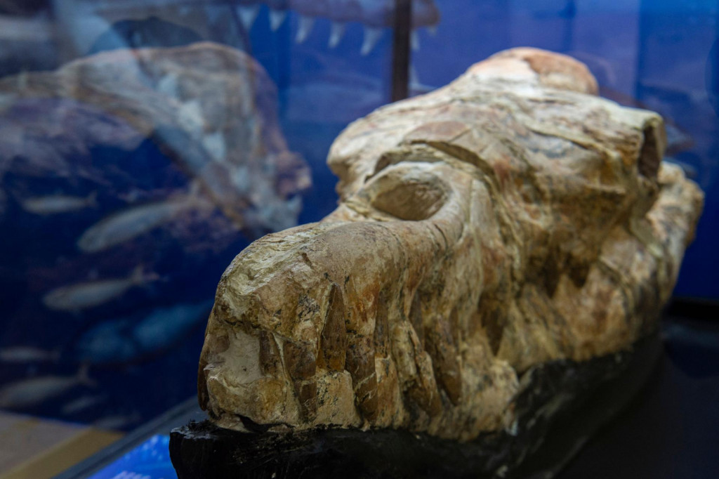 &lt;p&gt;Fosil pronađen u Peruu&lt;/p&gt;
