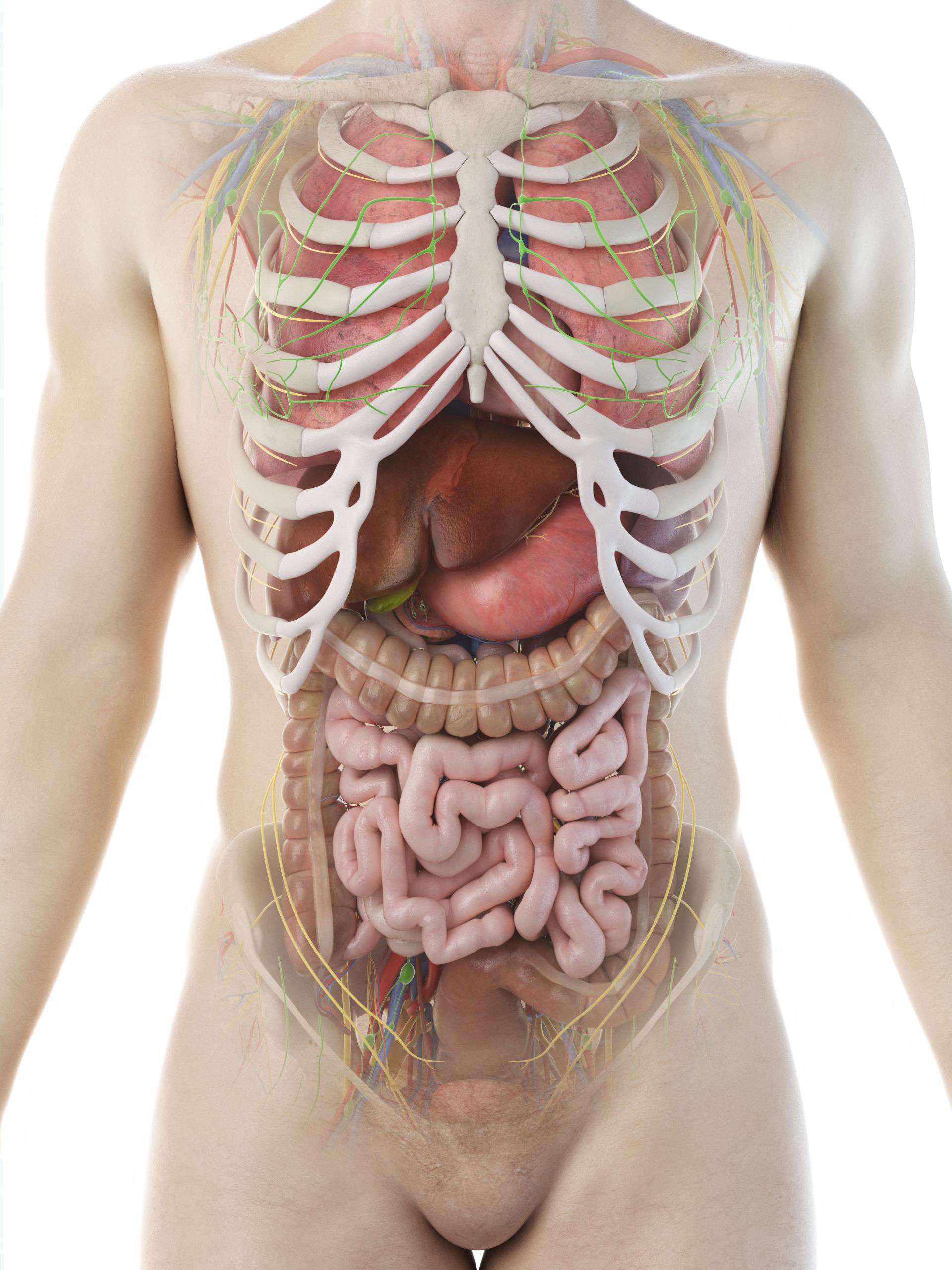 Фото как расположены органы у человека фото