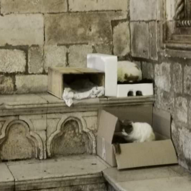 &lt;p&gt;Mačkama ispred Kneževa dvora postavljene kartonske kutije&lt;/p&gt;