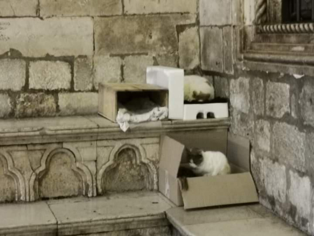 &lt;p&gt;Mačkama ispred Kneževa dvora postavljene kartonske kutije&lt;/p&gt;