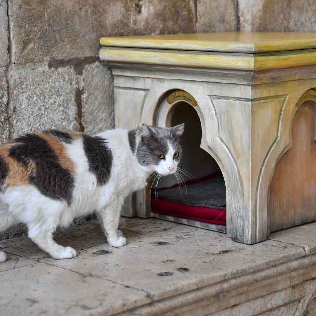 &lt;p&gt;Dubrovačka sedamnaestogodišnja mačka Anastazija deložirana je iz svoje umjetničke kućice odlukom Dubrovačkih muzeja&lt;/p&gt;