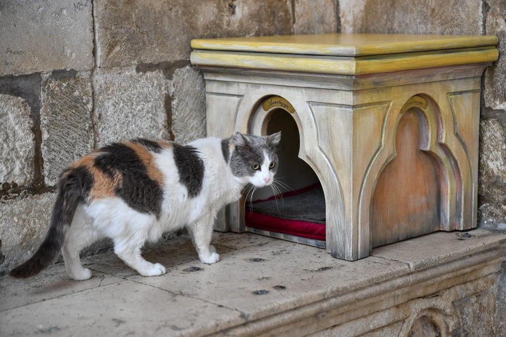 &lt;p&gt;Dubrovačka sedamnaestogodišnja mačka Anastazija deložirana je iz svoje umjetničke kućice odlukom Dubrovačkih muzeja&lt;/p&gt;