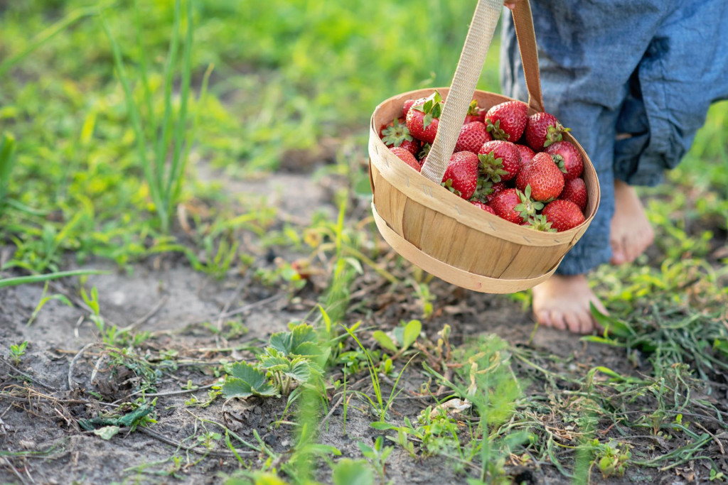 &lt;p&gt;Child picking strawberries. Healthy food for children. Kids pick fresh fruit on organic strawberry farm. harvest in garden, a bucket of strawberries, juicy strawberries&lt;/p&gt;