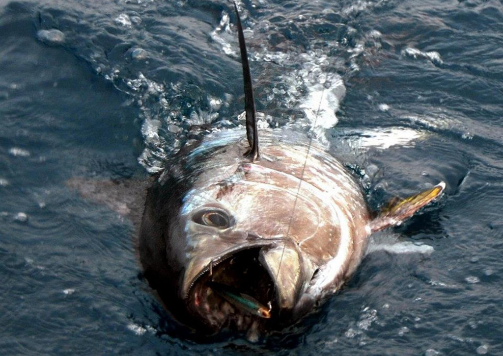 &lt;p&gt;Tuna kao pučinski predator mora dobro gledati ako ne želi ostati gladna&lt;/p&gt;