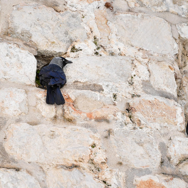 &lt;p&gt;Golubovi i čavke ratuju za svoje mjesto u Dubrovniku&lt;/p&gt;