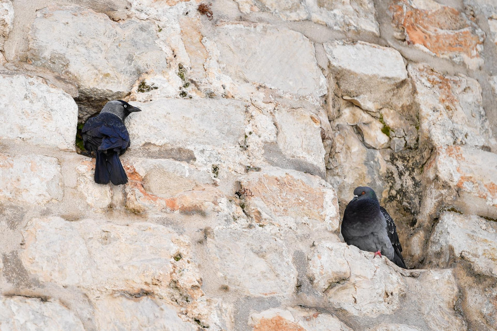 &lt;p&gt;Golubovi i čavke ratuju za svoje mjesto u Dubrovniku&lt;/p&gt;