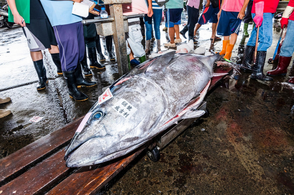 &lt;p&gt;Golema plavorepa tuna&lt;/p&gt;