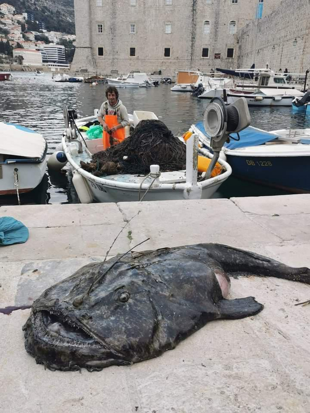 &lt;p&gt;Ribar iz Dubrovnika uhvatio ogromnu grdobinu&lt;/p&gt;