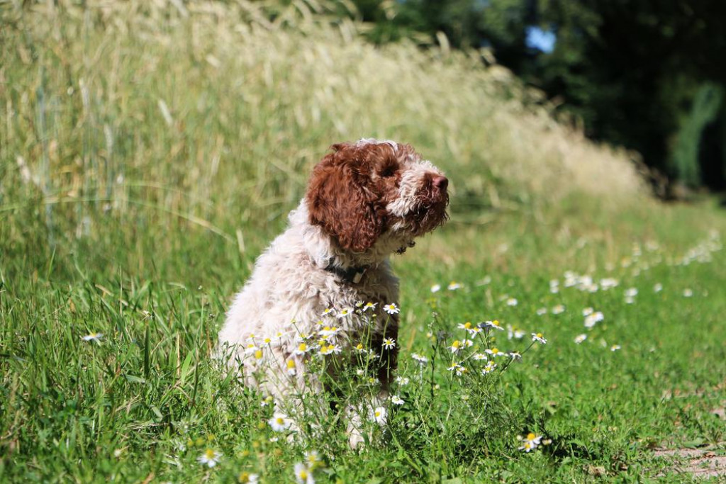 &lt;p&gt;Lagotto Romagnolo - ilustracija&lt;/p&gt;