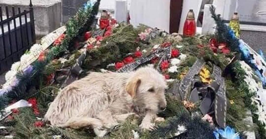 &lt;p&gt;Nesretni pas zadnja dva tjedna spava na grobu svog preminulog vlasnika&lt;/p&gt;