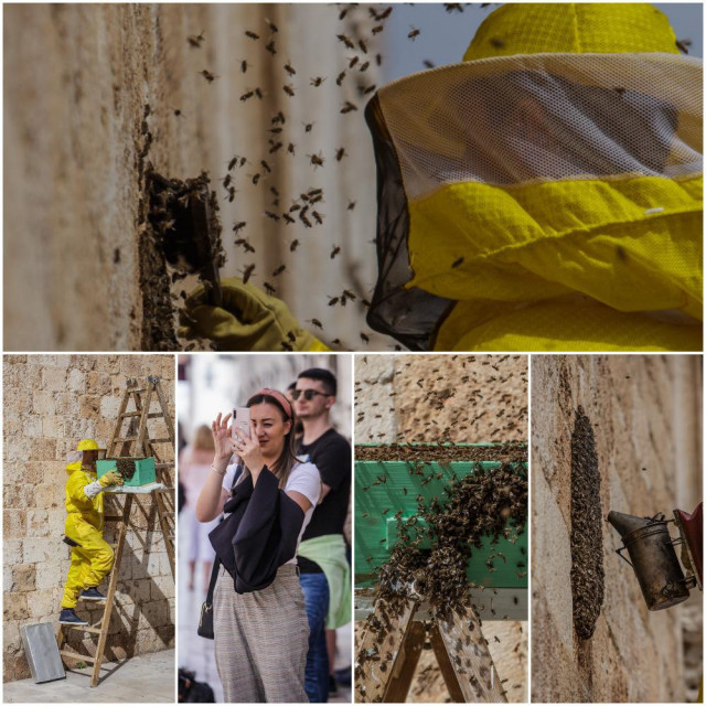 &lt;p&gt;Pčelar Vilim Čebulc premjestio je roj pčela s franjevaca u Dubrovačko primorje&lt;/p&gt;