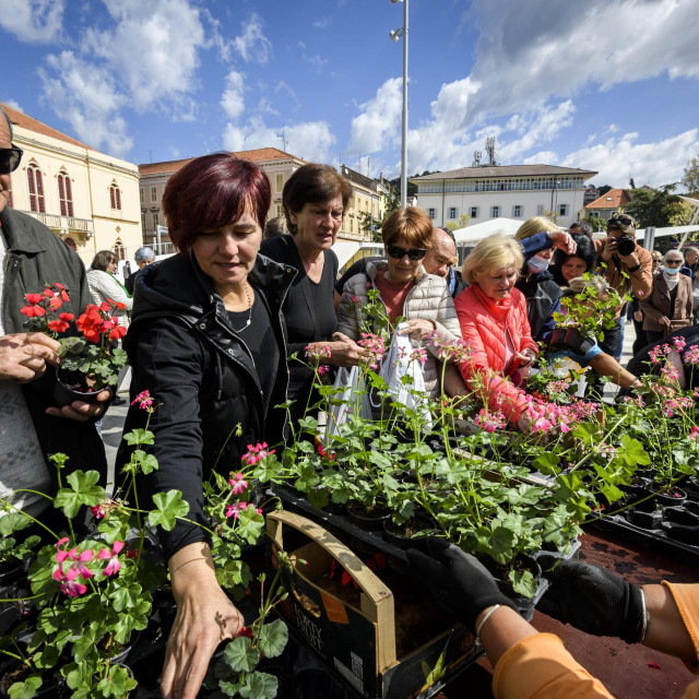 &lt;p&gt;&lt;br /&gt;
Turisticka zajednica grada i komunalna tvrtka Zeleni grad, podjelili su gradjanima dvije tisuce sadnica cvijeca.&lt;br /&gt;
 &lt;/p&gt;
